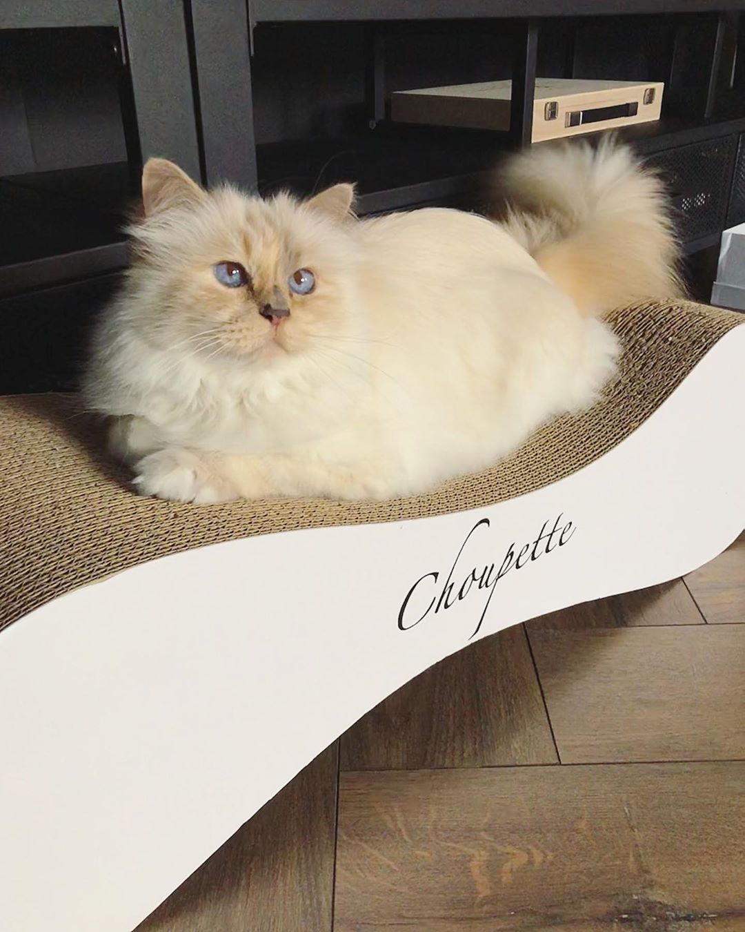 Karl Lagerfeld cat